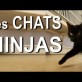 Les chats ninja