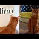Miroirs & chats