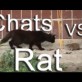 Rat contre chats