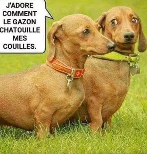 Parole de Chien 
